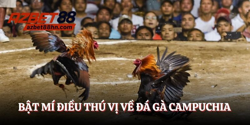 Bật mí điều thú vị về đá gà Campuchia 