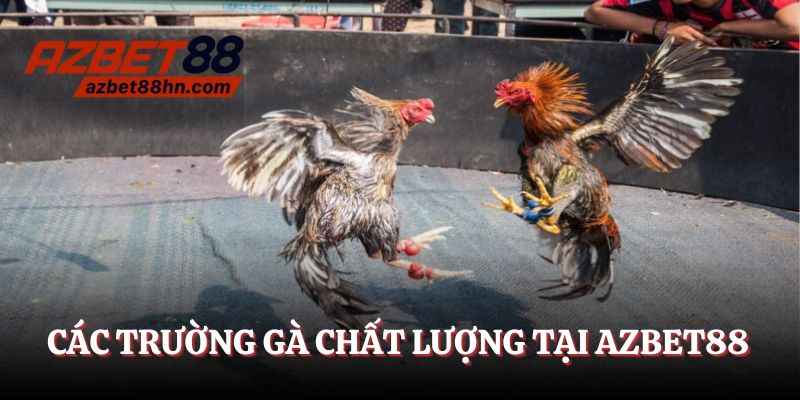 Các trường gà chất lượng tại Azbet88