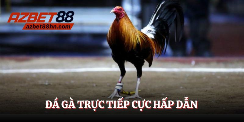 Đá gà cựa dao - Siêu phẩm đỉnh cao chưa bao giờ hết hot