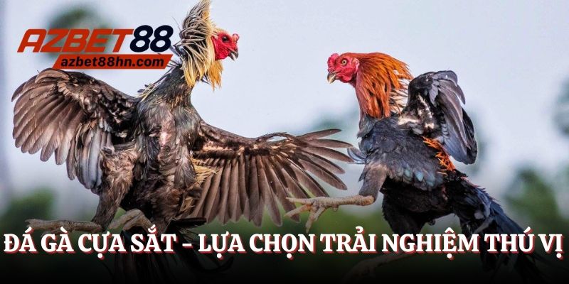 Đá gà cựa sắt - Lựa chọn trải nghiệm đầu thú vị