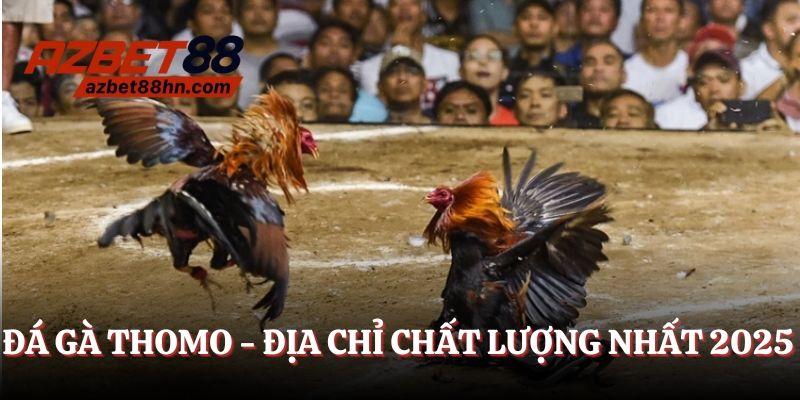 Đá gà Thomo - Địa chỉ trải nghiệm chất lượng nhất 2025