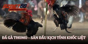 đá gà thomo