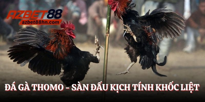 đá gà thomo