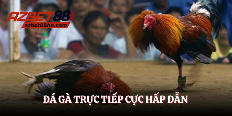 Đá gà trực tiếp cực hấp dẫn, thú vị