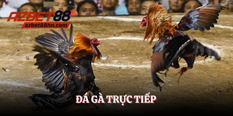 đá gà trực tiếp