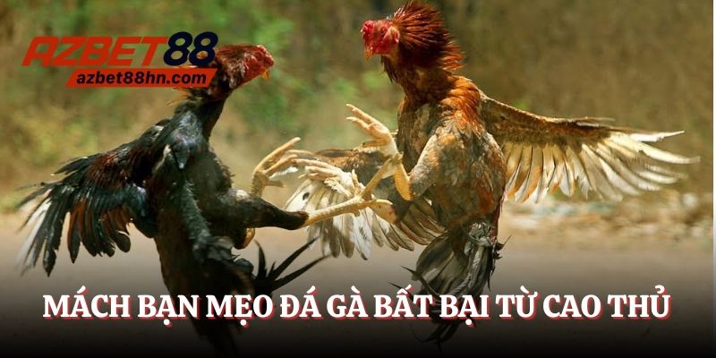 Mách bạn mẹo đá gà bất bại từ cao thủ 