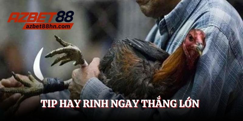 Tip hay rinh ngay thắng lớn cùng đá gà cựa dao 