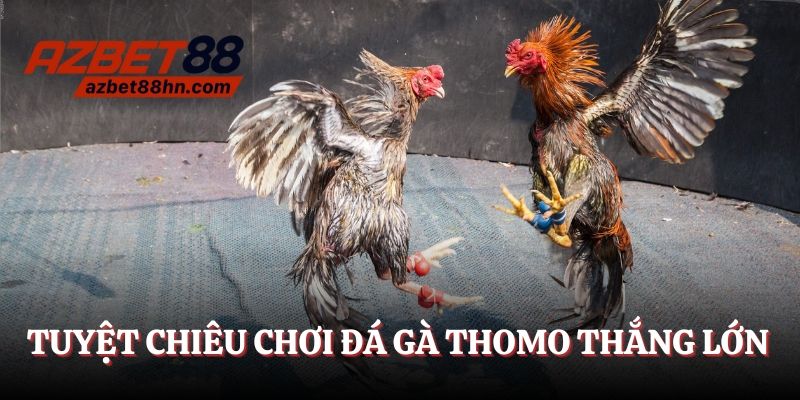 Tuyệt chiêu tham gia đá gà Thomo thắng lớn cho tân binh