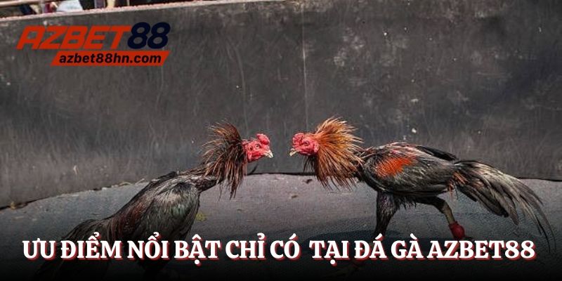 Ưu điểm nổi bật chỉ có tại đá gà Azbet88