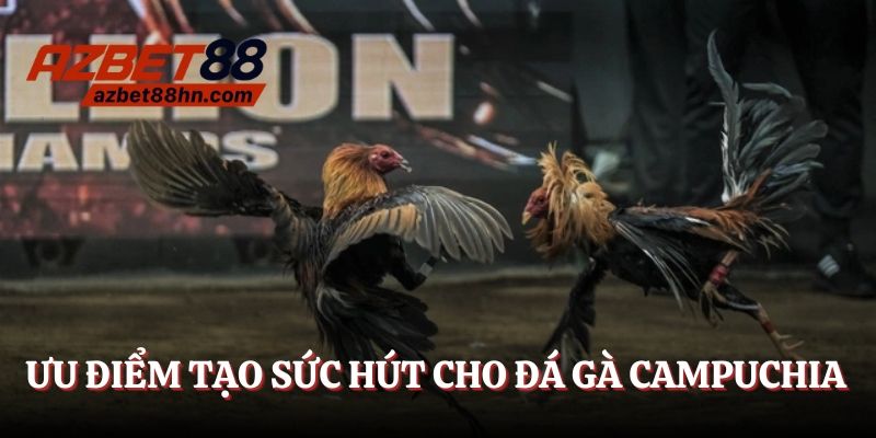 Ưu điểm tạo sức hút cho đá gà Campuchia