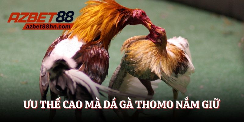 Ưu thế  đỉnh cao mà đá gà Thomo nắm giữ